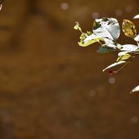 70837411 2511013465644695 3771820887569858560 n