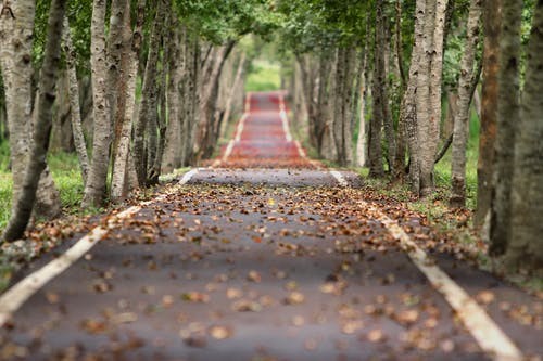 Woodland road falling leaf natural 38537 copie 2