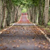 Woodland road falling leaf natural 38537 copie 2